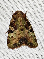 Tycomarptes inferior