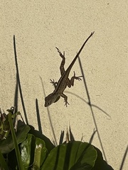 Anolis sagrei