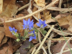Gentiana squarrosa