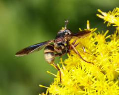 Physocephala sagittaria