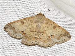 Ericeia inangulata