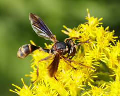 Physocephala sagittaria