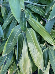 Poaceae