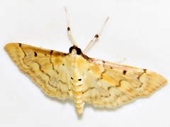 Herpetogramma mutualis