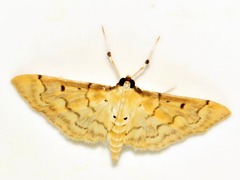 Herpetogramma mutualis