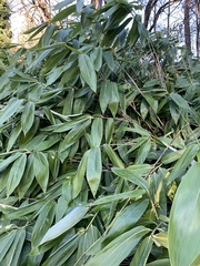 Poaceae