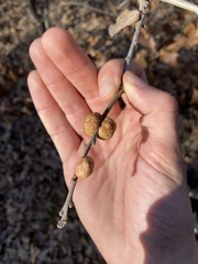 Striatoandricus aciculatus