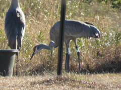 Antigone canadensis pulla
