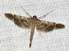 Duponchelia lanceolalis