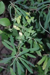 Euphorbia kraussiana