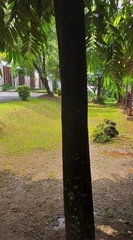 Diospyros celebica