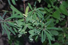 Euphorbia kraussiana