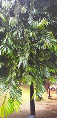 Diospyros celebica