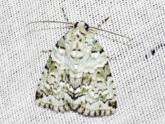 Blenina squamifera