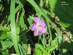 Geranium thunbergii