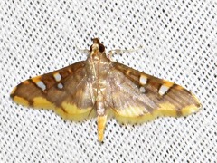 Prophantis smaragdina