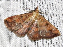 Cerynea thermesialis