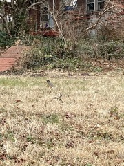 Turdus migratorius