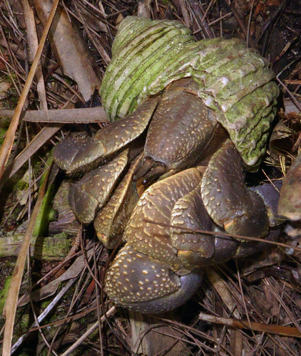 Coenobita brevimanus