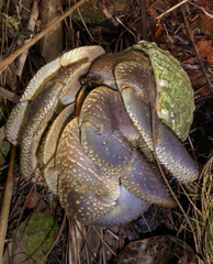 Coenobita brevimanus