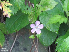 Geranium wilfordii