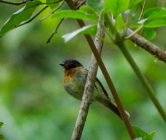 Leptopogon rufipectus