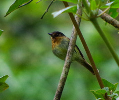 Leptopogon rufipectus