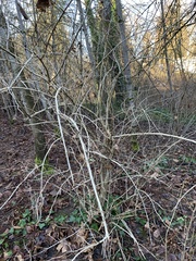 Lonicera involucrata