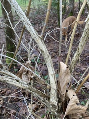 Lonicera involucrata