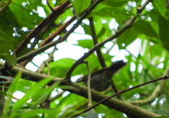 Chlorospingus flavigularis