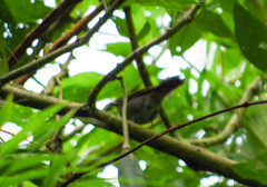 Chlorospingus flavigularis