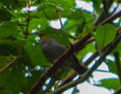 Chlorospingus flavigularis