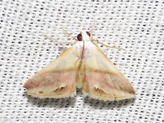 Eublemma cochylioides