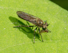 Atoniomyia
