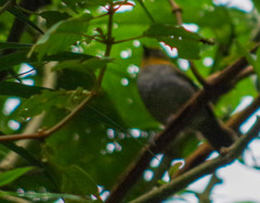 Chlorospingus flavigularis