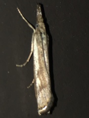 Agriphila biothanatalis