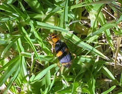 Pheropsophus verticalis