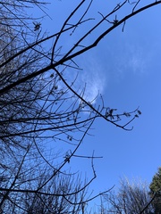 Acer macrophyllum
