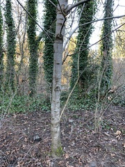 Acer macrophyllum