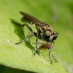 Atoniomyia