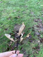 Acer macrophyllum