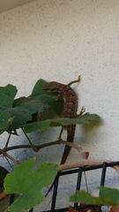 Elgaria multicarinata