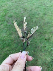 Acer macrophyllum