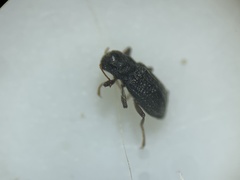Microcylloepus