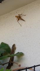 Elgaria multicarinata