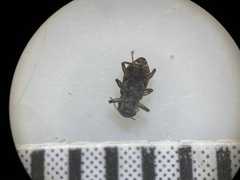 Microcylloepus