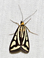 Loxostege venustalis