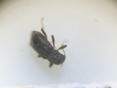 Microcylloepus