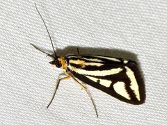 Loxostege venustalis