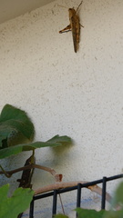 Elgaria multicarinata